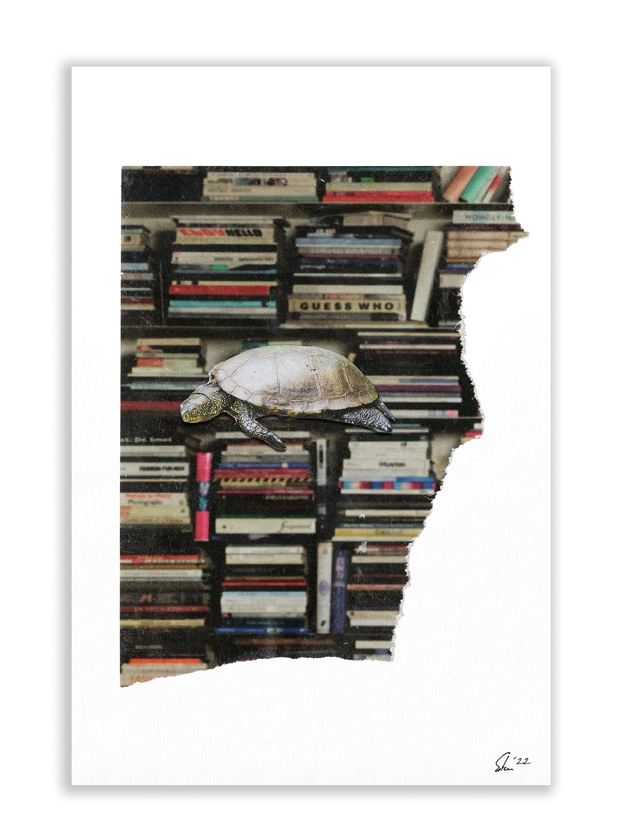 Schildkröte - Print